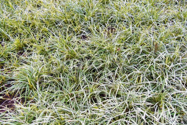 緑化　イメージ 植物,緑,緑化の写真素材