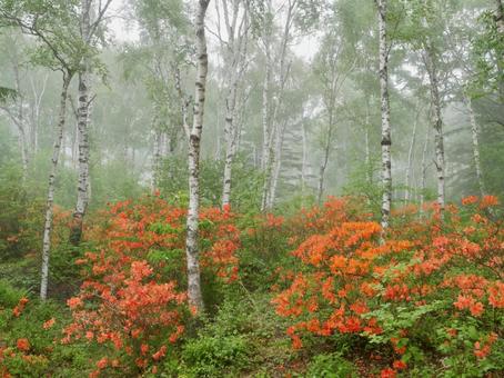 霧の白樺林とレンゲツツジ 霧の白樺林とレンゲツツジ 白樺林,レンゲツツジ,森林の写真素材