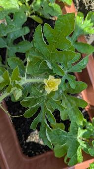 Photo, watermelon, a watermelon, watermelon seedlings, 