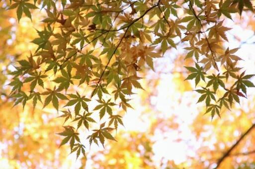 紅葉 もみじ,秋イメージ,キラキラの写真素材