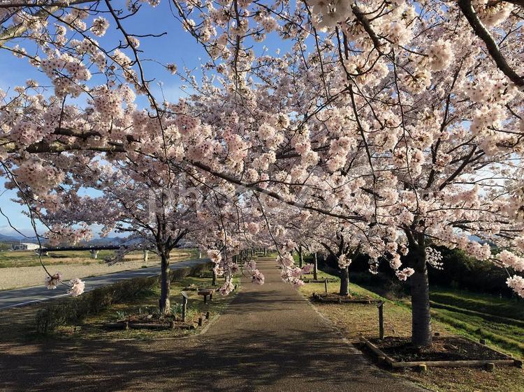 おの桜づつみ回廊05 桜,桜並木,sakuraの写真素材