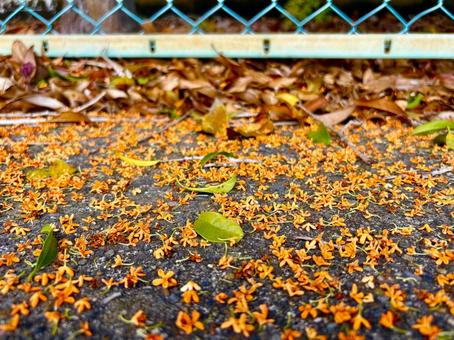 金木犀 13 金木犀 13 落ち花,枯葉,フェンスの写真素材