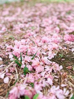 地面に散った八重桜の花びら 地面に散った八重桜の花びらの写真