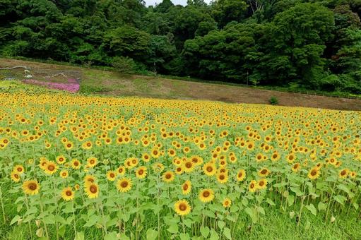 横須賀, くりはま花の国のひまわり畑 ひまわり,くりはま花の国,夏の写真素材
