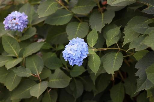 紫陽花 紫陽花の写真