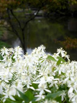 フワフワした白い花のセンニンソウ センニンソウ,花,植物の写真素材