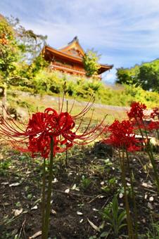 秋　雲上殿　彼岸花7の写真