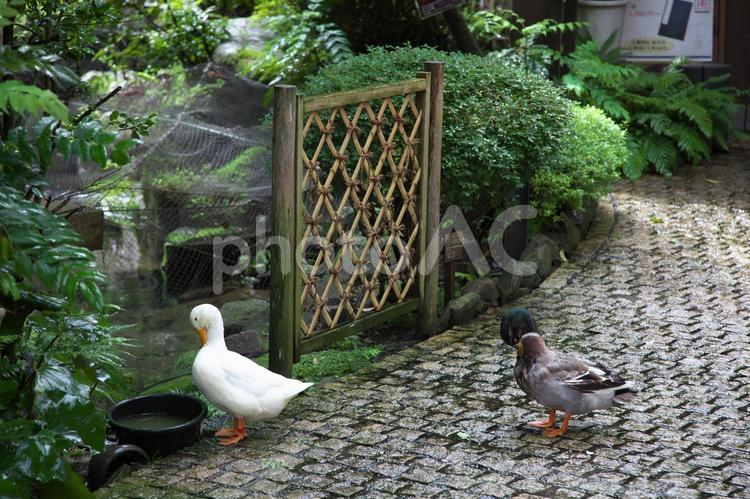 アヒルと鴨 箱根湯本,裏道,雨上がりの写真素材