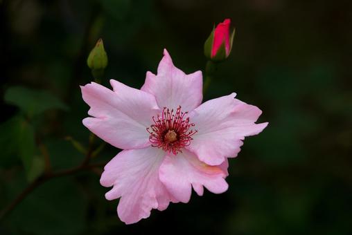 薔薇の花 薔薇の花の写真