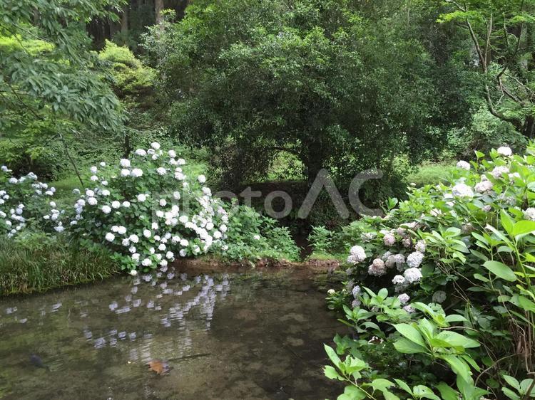 アジサイと池 アジサイ,紫陽花,池の写真素材