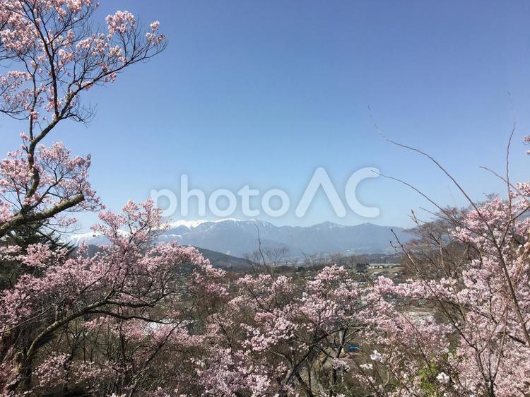 桜と中央アルプス 桜,春,風景の写真素材