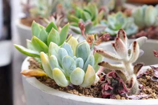 サボテン(多肉植物)の寄せ植え サボテン(多肉植物)の寄せ植えの写真
