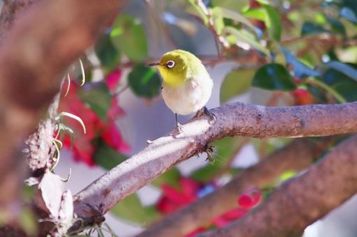 枝にとまる可愛いメジロ 枝にとまる可愛いメジロ 鳥,メジロ,花の写真素材
