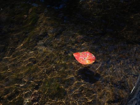 水に漂う柿の葉一葉 水に漂う柿の葉一葉の写真