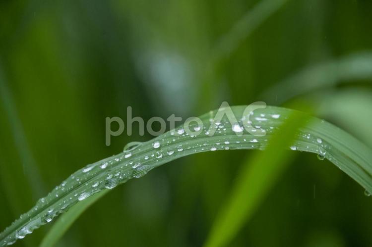 雨と葉と水滴 雫,水滴,草の写真素材