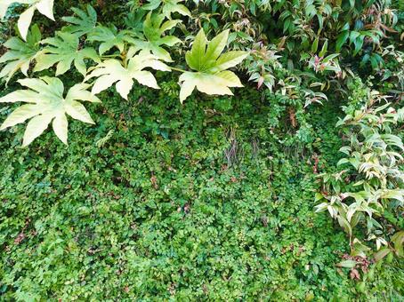 癒しの植物背景 癒しの植物背景 植物,癒し,テクスチャの写真素材
