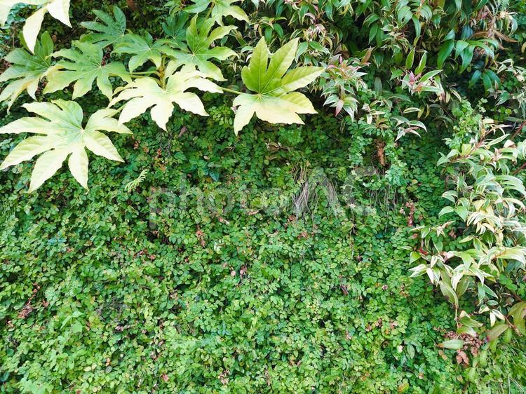 癒しの植物背景 植物,癒し,テクスチャの写真素材