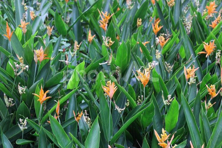 シンガポールの植物(8) オウムのくちばし・インコの花、その1 シンガポール,壁紙用,夏の写真素材