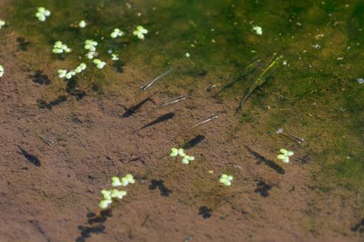 池で優雅に泳ぐめだか 池で優雅に泳ぐめだかの写真