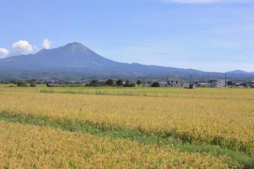 大山と稲穂 3 大山と稲穂 3 自然,山,田園風景の写真素材