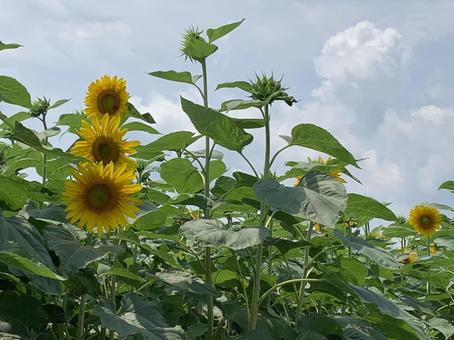 向日葵 ひまわり,自然,ガーデニングの写真素材