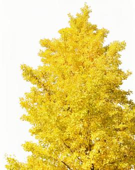 Photo, ginkgo biloba, jesienne liście, drewno, 