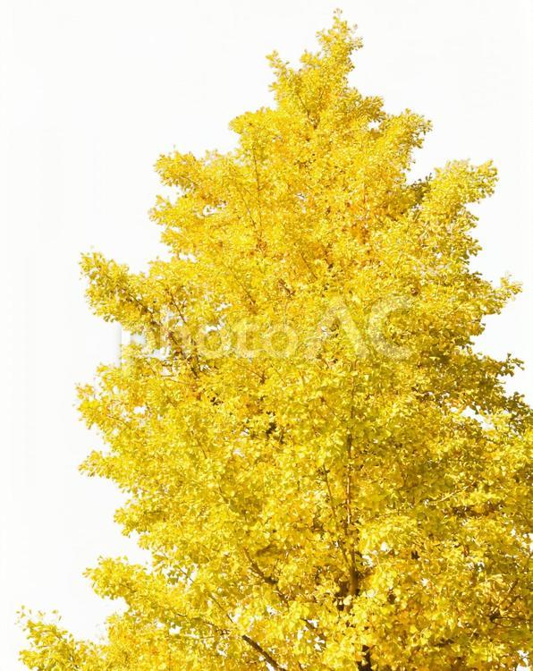 イチョウの木　切り抜き イチョウ,紅葉,木の写真素材