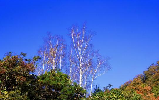 落葉したダケカンバと澄んだ青空 落葉したダケカンバと澄んだ青空 ダケカンバ,落葉,落葉高木の写真素材