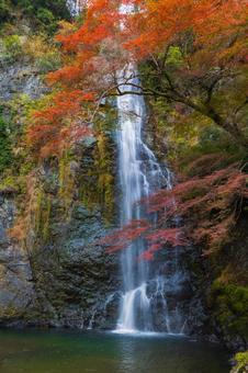 紅葉風景 紅葉風景,紅葉,箕面の写真素材