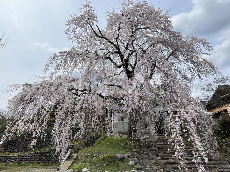 枝垂れ桜アップ しだれ桜,枝垂れ桜,桜の写真素材