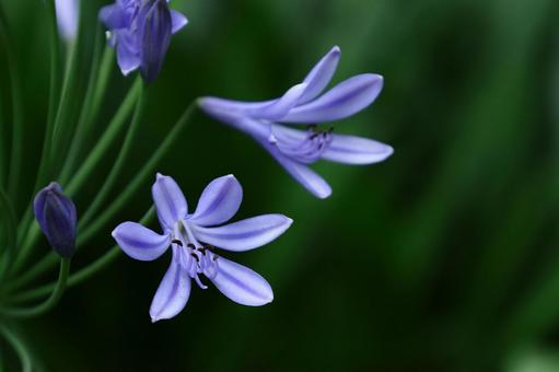 Photo, agapanthus, purple clam, murasaki kunsiran, 