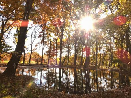湖面に映った秋の森林2 秋,紅葉,木の写真素材