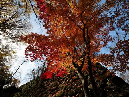 紅葉と石垣 モミジ,紅葉,石垣の写真素材