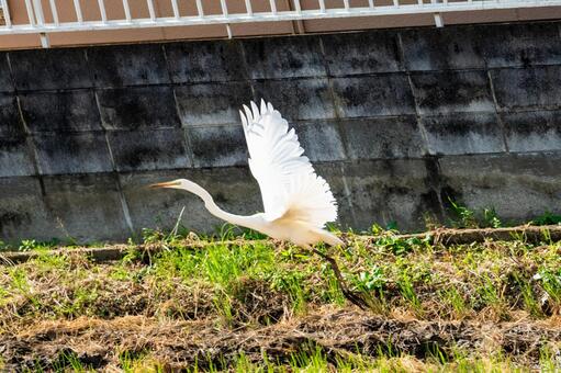 力強く飛び立つ白鷺 サギ,白鷺,野鳥の写真素材