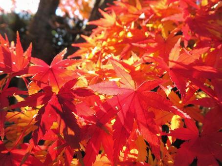 鮮やかな紅葉 鮮やかな紅葉の写真