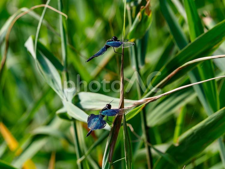 池の畔のチョウトンボ チョウトンボ,蝶蜻蛉,蜻蛉の写真素材