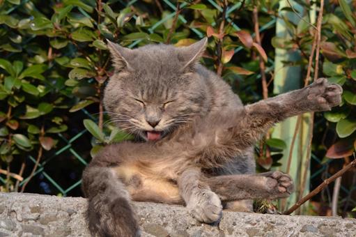 Grooming cat, JPG Grooming cat, JPG
