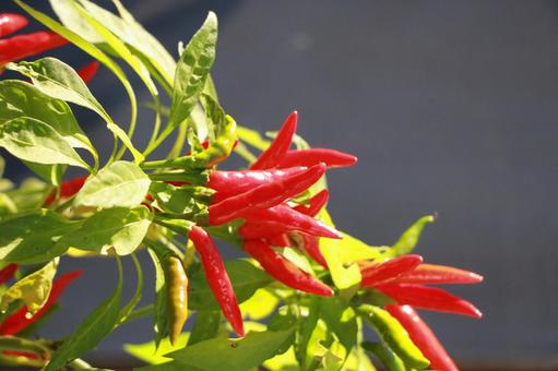 とうがらし 唐辛子,ししとう,赤の写真素材