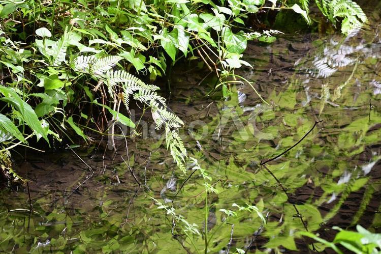 緑の中の池 葉,自然,水域の写真素材