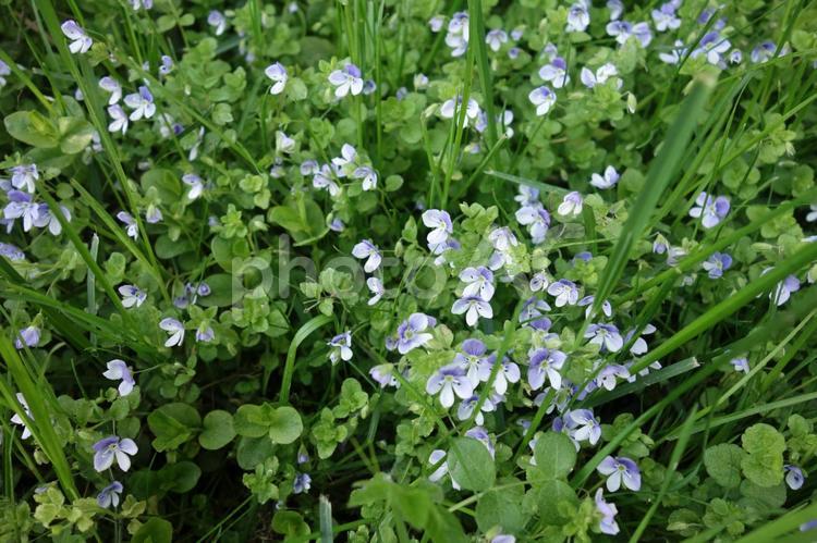 初夏の青い野草 北欧,青い,開花の写真素材