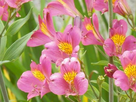 Photo, alstroemeria, lily narcissus, lycoris traubii (species of spider lily), 