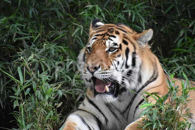 怒れる虎 オス,タイガー,不機嫌の写真素材