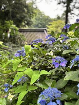Hydrangea 3, JPG