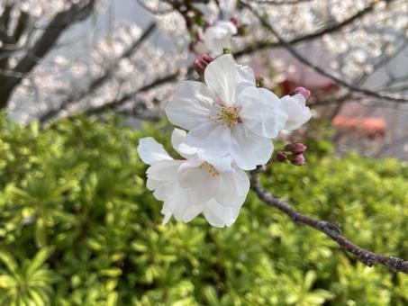 桜の花 桜の花の写真