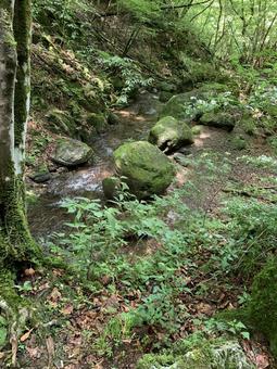 静かな森林を流れる細流と苔岩の自然景観 沢,細流,渓流の写真素材