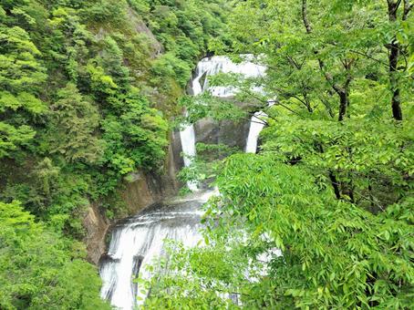 袋田の滝 袋田の滝 滝,日本三名瀑,初夏の緑の写真素材