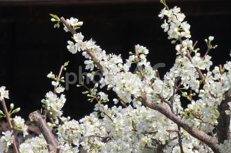 里山の田畑脇に咲くスモモの花 すもも,花,木の写真素材