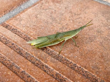 バッタ親子 バッタ,親子,おんぶの写真素材