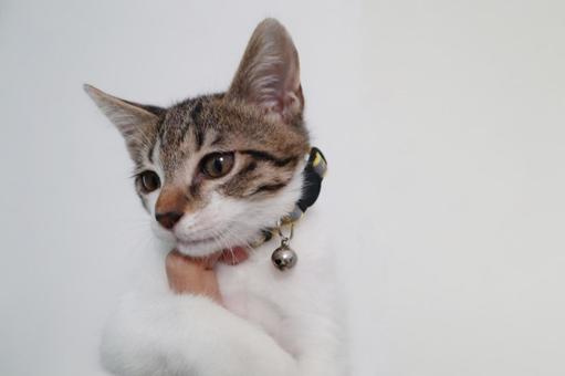 子猫V 子猫,ネコ,ねこの写真素材