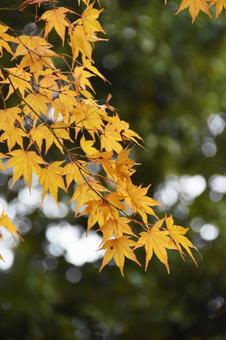 紅葉 紅葉の写真